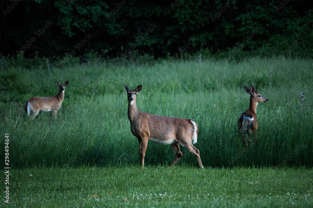 Canvas Prints White-tailed deers standing in the middle of a greenfield