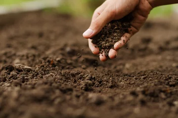 Poster Deskundige hand van boer die de gezondheid van de bodem controleert voordat een zaadje van groente- of plantenzaailing wordt gekweekt. Technisch tuinieren, landbouwconcept. © piyaset