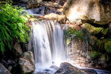 Waterfall in the Forest