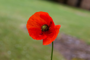 Close up of Red Poppy - Remembrance Symbol