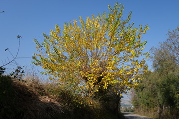Albero autunnale