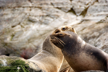 Sea lions in Ushuaia patagonia