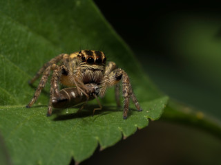 A jumping spider eat other insect