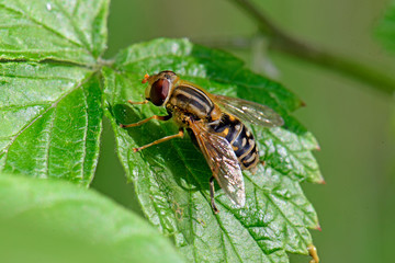 Sumpfschwebfliege (Helophilus cf. pendulus) auf einer Brennnessel in Polen - hoverfly