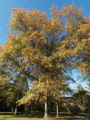 Quercus palustris | Typical bronze fall coloration of mature pin oak. Beautiful ornamental tree