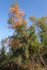 Albero in autunno