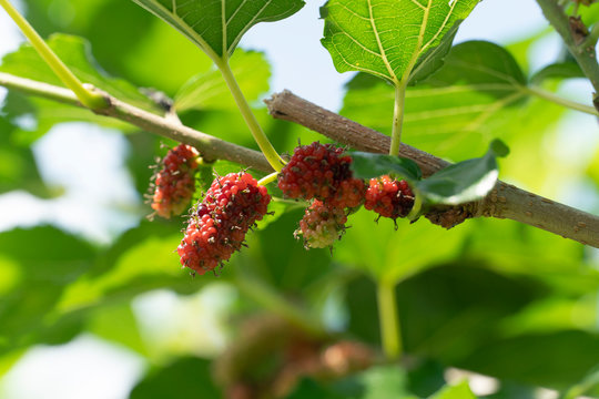 Mulberry on a branch that has both black and red fruits and a simple farming career.