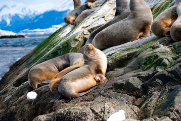 Sea lions on a rock in patagonia