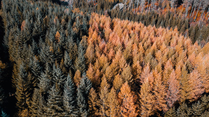 Colorful autumn leaves of trees of a mountain forest. Drone view from above of fall color tree pattern. National Park Harz, Germany