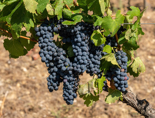 Bunches of black or red grapes for port wine production line the hillsides of the Douro valley in Portugal