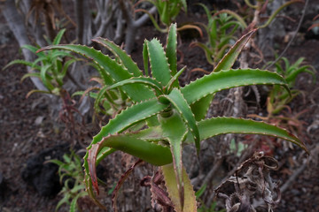 Aloe in Jardin Canario. Canary Islands. Gran Canaria.
