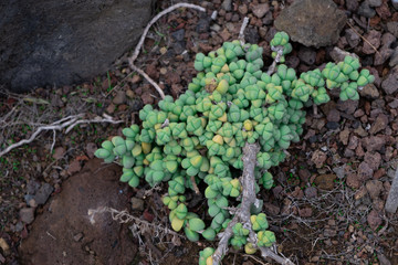 delosperma lehmannii in Jardin Canario. Gran Canaria.