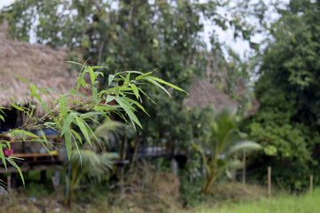 Water droplets on bamboo leaves