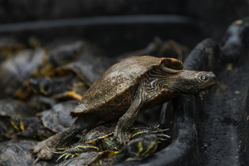 Pond of turtles in a Black Market waiting to be sold. Turtle meat. Illegal trading in Asia