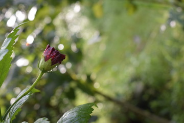 Water droplets on hibiscus flowers, with a background of bokeh balls from natural light