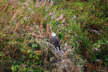 Weißkopfseeadler