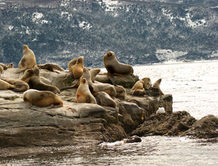 Sea lions on a rock in patagonia