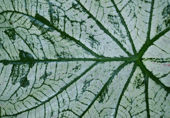 Natural textured leaves with beautiful patterns.