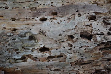 Tree in the forest. Wood backgroud. Bark texture 