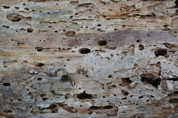 Tree in the forest. Wood backgroud. Bark texture 