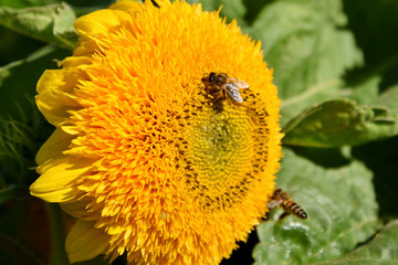 Bee on sunflower surface.