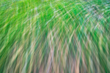 Falling leaves in an impressionist style.