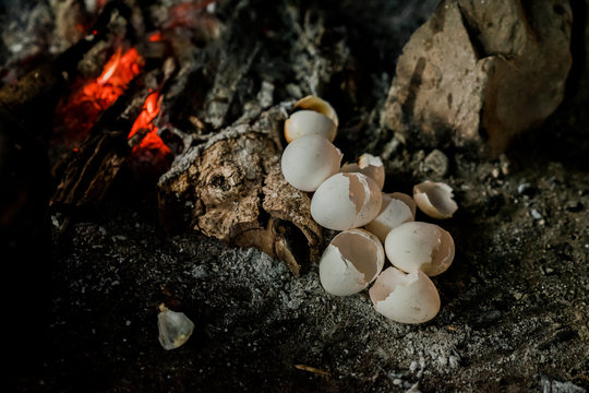 Close up of egg shells in firewood