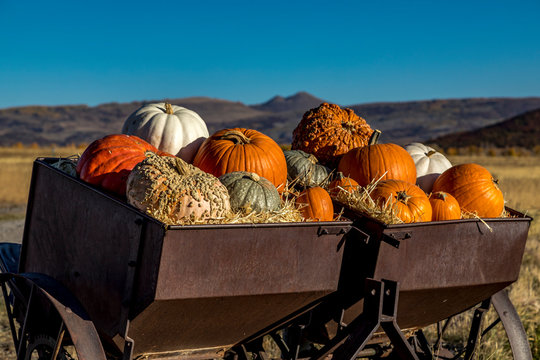 Variety of pumpkins in fall decoration display