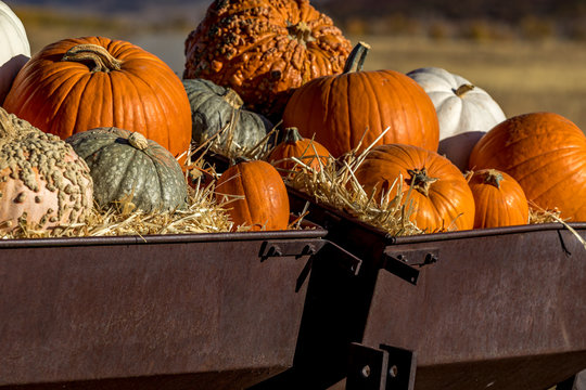 Variety of pumpkins in fall decoration display