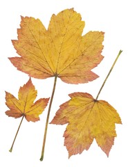 yellow dry leaves of sycamore maple tree at autumn isolated