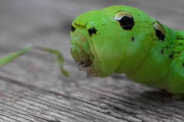 caterpillar on a tree macro