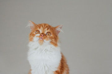 Funny ginger fluffy kitten on a gray background.