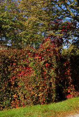 Fototapeta na wymiar multicolor foliage of deciduous trees in park at autumn