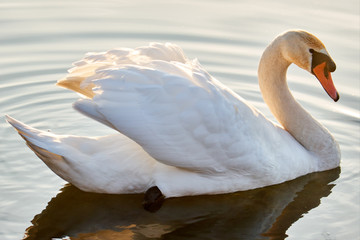 graceful swan on the lake