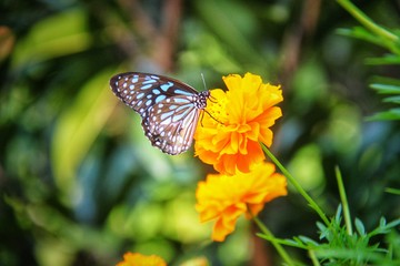 butterfly on flower