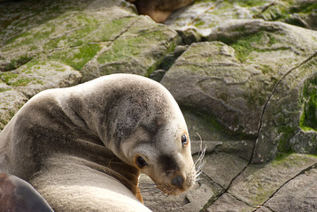 Obraz premium Sea lions on a rock in patagonia