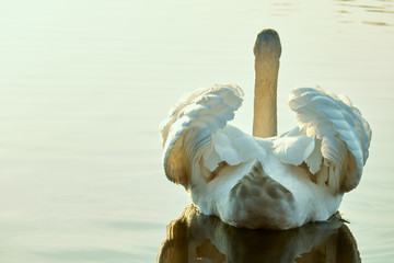 graceful swan on the lake
