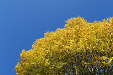 日本国北海道の秋の紅葉