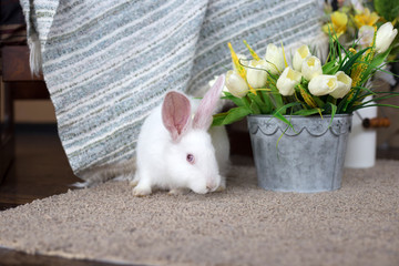 A small white rabbit sitting next to a bouquet of white tulips. Easter bunny. Holiday card