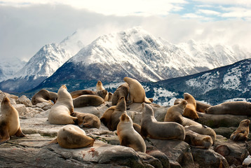 Sea lions on a rock in patagonia