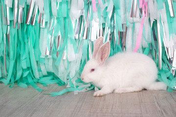 White rabbit sitting on the floor against the turquoise background. Easter bunny