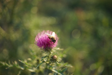Bee working on wildflowers in a sunny green field.