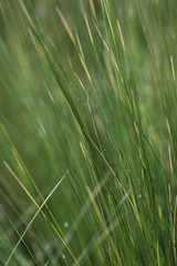 Gras