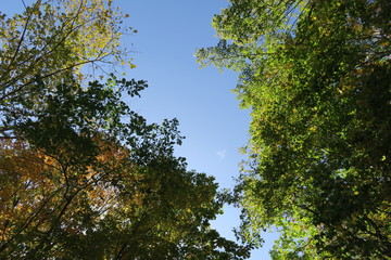 日本国北海道の秋の紅葉