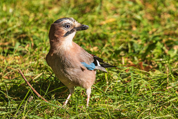 A colorful Eurasian jay stands on the green grass. A  jay looks alert and with an open eye looks into the camera. Close-up. Autumn. Wild nature.