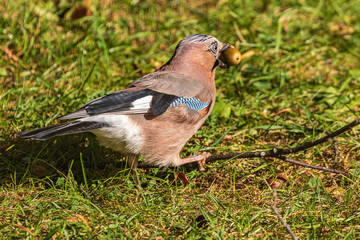 A  jay in its beak holds an acorn. A colorful Eurasian jay stands on the green grass. Close-up. Autumn. Wild nature.