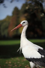 Storch