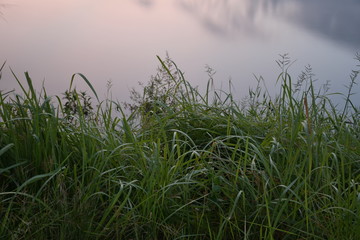 green grass and sky