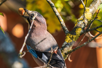 Obraz premium A jay in its beak holds an acorn. A colorful Eurasian jay sits on a thick oak branch. Close-up. Autumn. Natural blurred background. Wild nature.