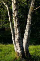 Fototapeta premium Three white trunks birch tree in evening sunlight at River Rothay Rydal Ambleside Lake District National Park England